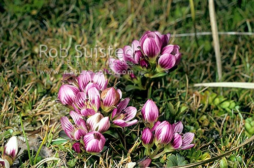 Beautiful and variably coloured Gentian - Gentiana concinna. NZ Native plant, Enderby Island, Auckland Islands, NZ Sub Antarctic District, NZ Sub Antarctic Region, New Zealand (NZ)