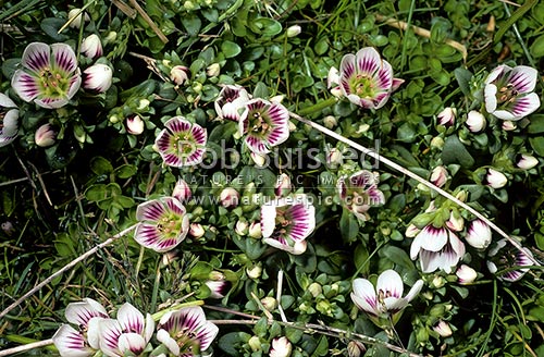 Beautiful and variably coloured Gentian - Gentiana concinna. NZ native plant, Enderby Island, Auckland Islands, NZ Sub Antarctic District, NZ Sub Antarctic Region, New Zealand (NZ)