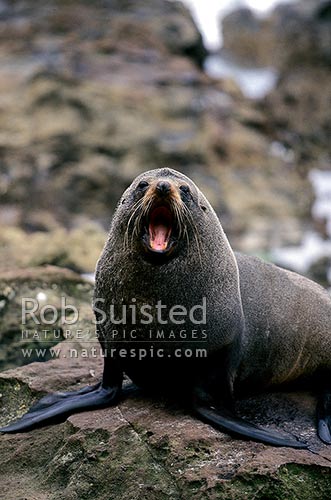 Mature Bull New Zealand Fur seal (Arctocephalus fosterii), Otago, New Zealand (NZ)