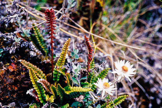 Small sub alpine fern (Blechnum penna marina). Native New Zealand fern. White flowers in background, Fiordland National Park, Southland District, Southland Region, New Zealand (NZ)