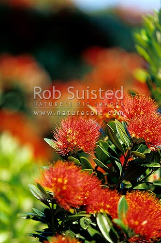 Pohutukawa flowers (Metrosideros excelsa), 'New Zealand Christmas Tree', Wellington, New Zealand (NZ)