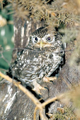 Little owl (Athene nocta), or German Owl, Marlborough, New Zealand (NZ)