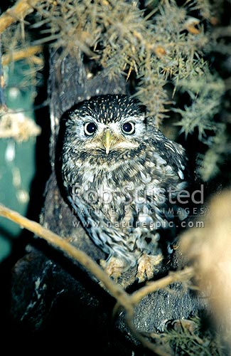 Little owl (Athene nocta), or German Owl. Introduced to NZ, Marlborough, New Zealand (NZ)