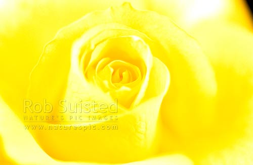 Close up of yellow rose flower, New Zealand (NZ)