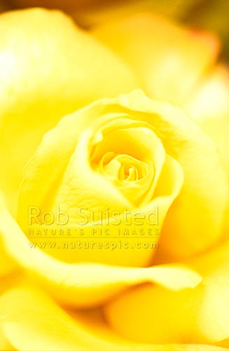 Close up of yellow rose flower, New Zealand (NZ)