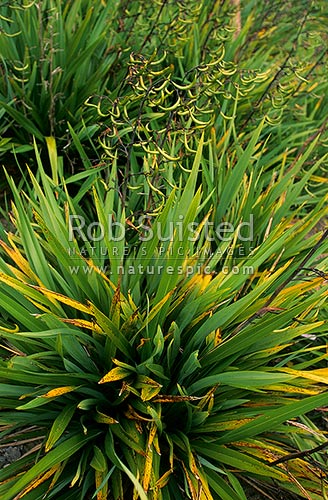 Young Flax plants (Phormium tenax) with seed pods, New Zealand (NZ)