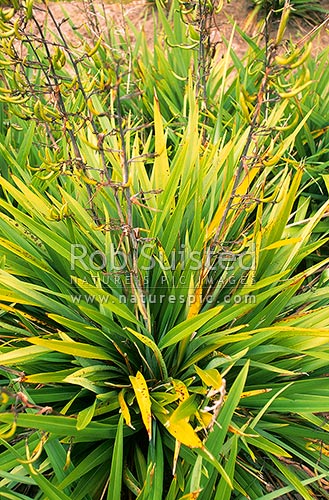 Young Flax plants (Phormium tenax) with seed pods, Rotorua, New Zealand (NZ)