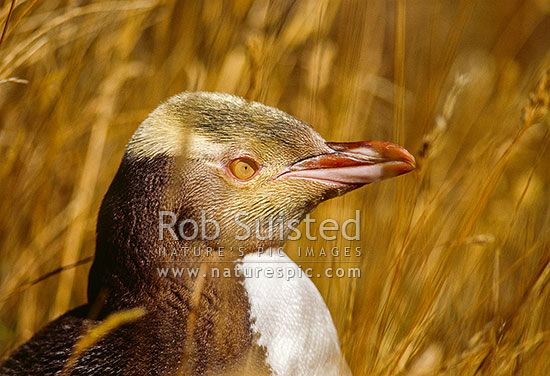 Yellow eyed penguin (Megadyptes antipodes) in long grass, Banks Peninsula, New Zealand (NZ)