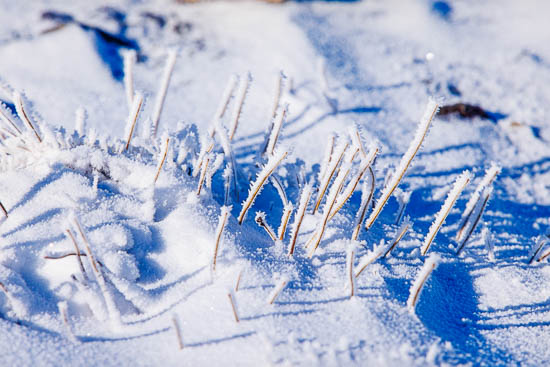 Fresh snow fall on old flower stems, Marlborough, New Zealand (NZ)