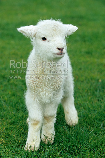 New born lamb, New Zealand (NZ)