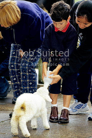 Tourists bottle feeding a spring lamb with milk, New Zealand (NZ)