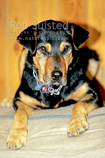 Huntaway farm dog resting on wool bale, New Zealand (NZ)