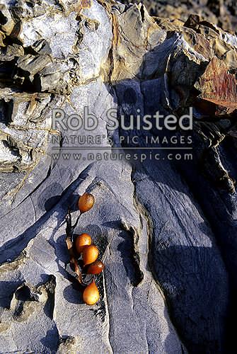 Seaweed air sacs on rock, Titahi Bay, New Zealand (NZ)