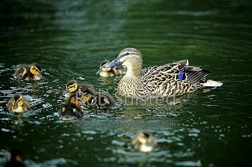 Mallard duck (female) and ducklings (Anas p. platyrhynchos), New Zealand (NZ)