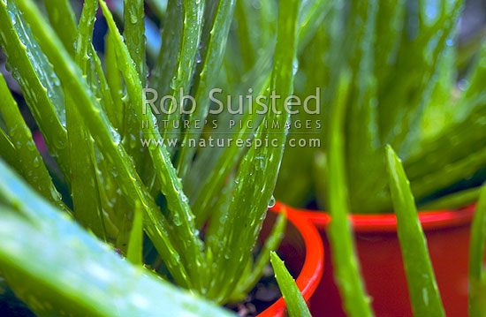 Aloe vera plant, New Zealand (NZ)