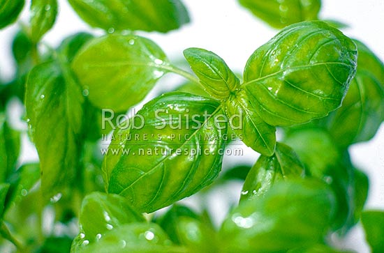 Basil herb leaves (Ocimum basilicum), New Zealand (NZ)