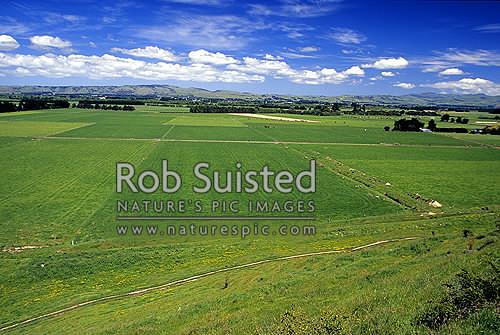 Typical New Zealand dairy farmland, Martinborough, South Wairarapa District, Wellington Region, New Zealand (NZ)