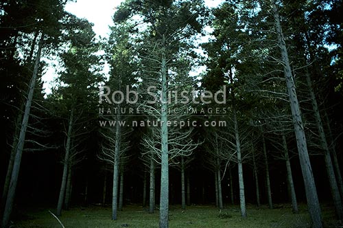 Mature Pine Trees in plantation forest (Pinus radiata), Waiterere, New Zealand (NZ)