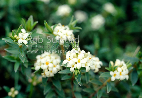 Cook Strait Pimelea (Pimelea aridula var. cook strait), New Zealand (NZ)