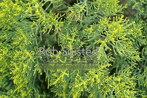 Cypress-like Hebe (Hebe cupressoides), Marlborough District, Marlborough Region, New Zealand (NZ)