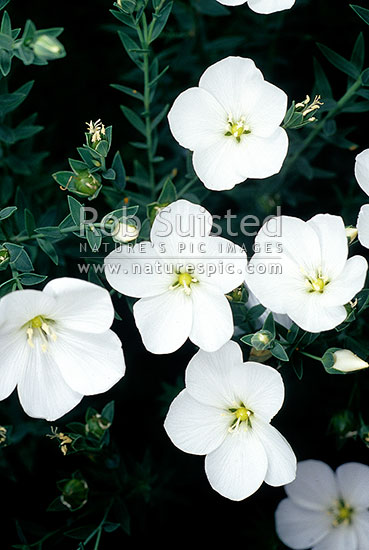 Rauhuia flowers (Linum monogynum) - a bushy herb, New Zealand (NZ)