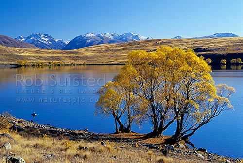 Early morning on a calm reflective Lake McGregor with autumn coloured tree, Tekapo, MacKenzie District, Canterbury Region, New Zealand (NZ)