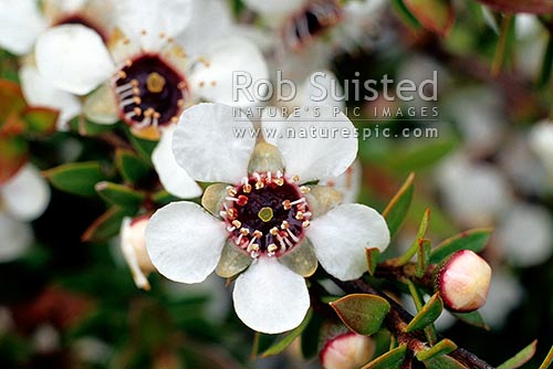 Native Manuka flowers ( Leptospermum scoparium) - Ti tree, New Zealand (NZ)