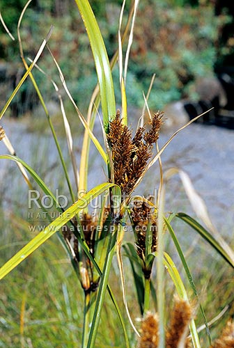 Giant umbrella sedge (Cyperus ustulatus) in seed, New Zealand (NZ)