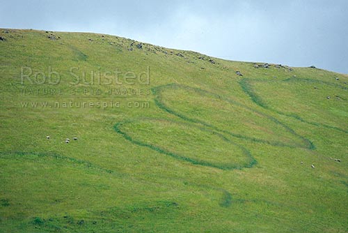 Giant fungi growth patterns in farmland pasture - fungal ring, Central Otago, New Zealand (NZ)