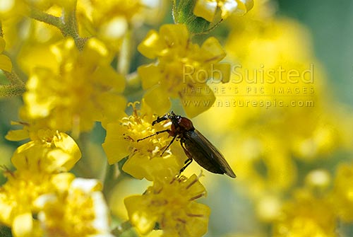 Female March fly (Dilophus nigrostigma). Bibionidae, New Zealand (NZ)