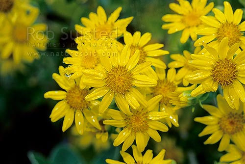 yellow flowered Groundsel (Brachyglottis sp.). Native, New Zealand (NZ)