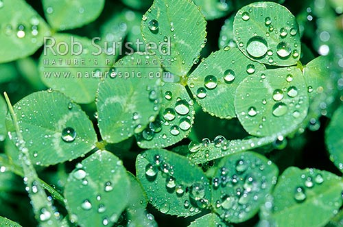 White clover leaf / leaves covered in rain droplets (Trifolium repens - Fabaceae), New Zealand (NZ)