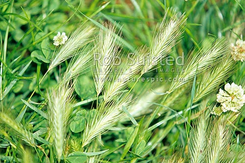 Barley Grass (Hordeum murinum), pasture weed, New Zealand (NZ)