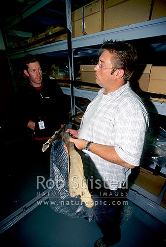 Anton van Helden (National Museum Marine Mammal Collections Manager) holding a very rare spade tooth whale jaw (Mesoplodon traversii). - Male. Senior synonym for Mesoplodon bahamondi. Beaked whale, Wellington, New Zealand (NZ)