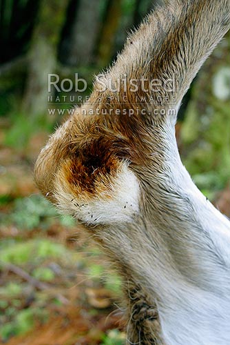 Musk generating Tarsal gland on the inside hind leg of a Whitetail deer buck (Odocoileus virginianus), Stewart Island, New Zealand (NZ)