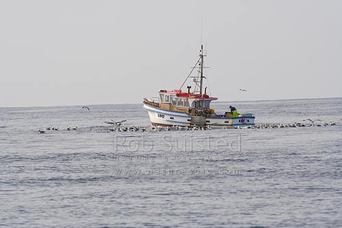 Small fishing vessel Exenda working pots off Stewart Island, surrounded by seabirds on water and air, Stewart Island, Stewart Island District, Southland Region, New Zealand (NZ)