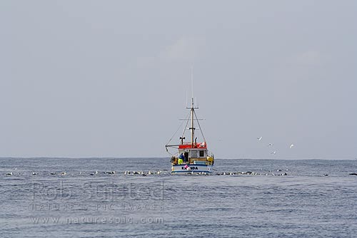 Small fishing vessel Exenda working pots off Stewart Island, surrounded by seabirds on water and air, Stewart Island, Stewart Island District, Southland Region, New Zealand (NZ)