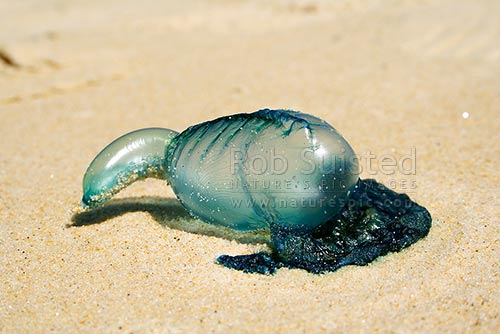 The Bluebottle or Portuguese Man-of-War jellyfish on beach (Physalia physalis), New Zealand (NZ)