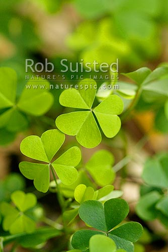 Oxalis weed, Oxalis plant pest. Oxalis leaf, New Zealand (NZ)