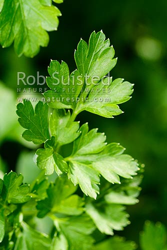 Italian Parsley (Petroselinum crispum neapolitanum), New Zealand (NZ)