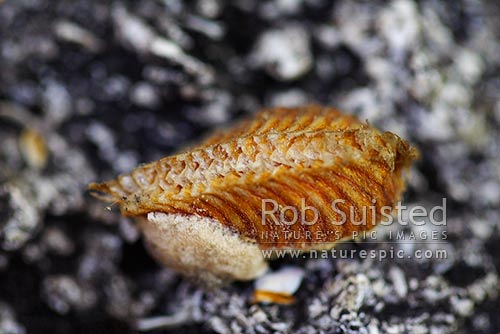 Praying Mantis egg case (vacant), New Zealand (NZ)