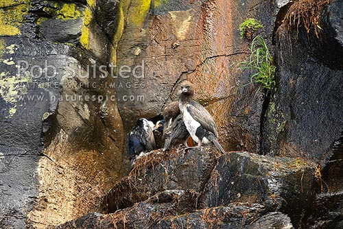 Auckland Island shag nest with juveniles on basalt rock cliffs, Enderby Island (Leucocarbo colensoi), Auckland Islands, NZ Sub Antarctic District, NZ Sub Antarctic Region, New Zealand (NZ)