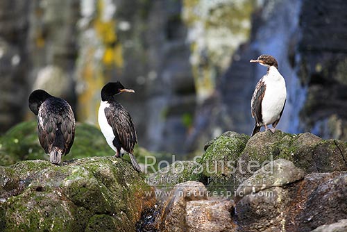 Auckland Island shags with juvenile (right) on basalt rock cliffs, Enderby Island (Leucocarbo colensoi), Auckland Islands, NZ Sub Antarctic District, NZ Sub Antarctic Region, New Zealand (NZ)