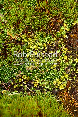 Ground cover sward plants on Enderby Island - Phyllachne clavigera (centre) and Oreobolus pectinatus, Auckland Islands, NZ Sub Antarctic District, NZ Sub Antarctic Region, New Zealand (NZ)