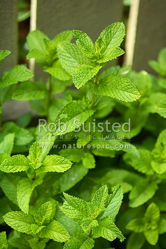 Herb mint leaves (Mentha sp.), New Zealand (NZ)