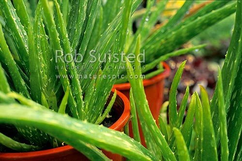 Aloe vera plants, New Zealand (NZ)