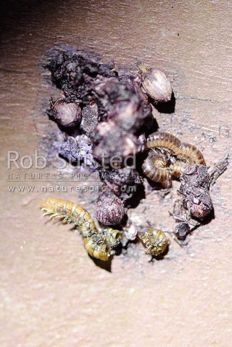 Bird faeces containing fruit, seeds and insect and invertebrate parts. Bird scat, bird shit, New Zealand (NZ)