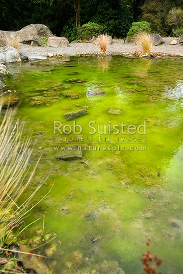 Green algal bloom in small freshwater lake - eutrophication, New Zealand (NZ)