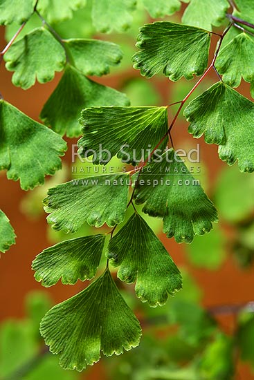 Maidenhair Fern fronds (Adiantum raddianum), New Zealand (NZ)