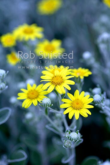 Cook Strait Groundsel (Brachyglottis greyi) in flower, Wellington, Wellington City District, Wellington Region, New Zealand (NZ)